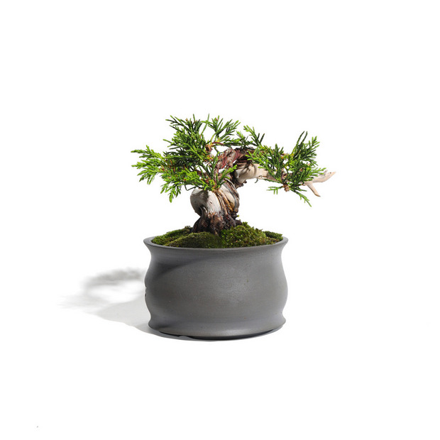 真柏 -Japanese Juniper- (推定樹齢20年)-M0016- 詳細画像